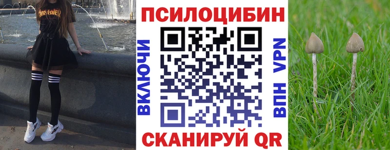 продажа наркотиков  Каменногорск  даркнет наркотические препараты  Псилоцибиновые грибы мицелий 